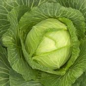 HCG Diet (P2/3) Cabbage Soup