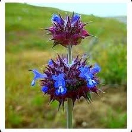 HannaH's Yummy Granola veganized