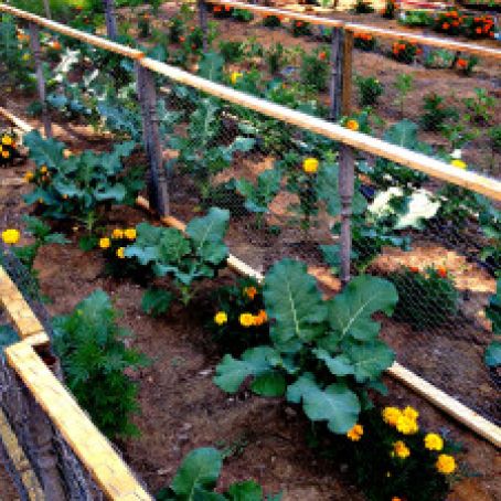 Homemade Garlic Spray for Gardens (bug spray)