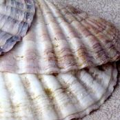 Coquilles St. Jacques À La Provençale-Julia