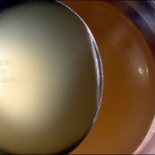 Vegetable Broth, Fresh