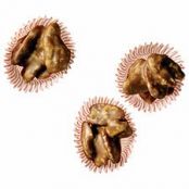 Southern Sour-Cream Pralines