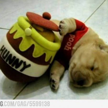 Honey And Cinnamon Remedy for Dogs