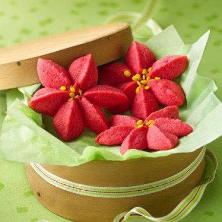 Raspberry Poinsettia Blossoms