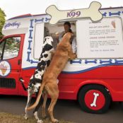 Frozen Peanut Butter Yogurt Doggie Treats- Homemade