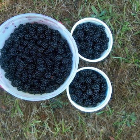 No Fail blackberry cobbler