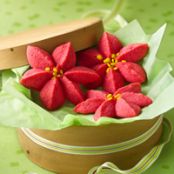 Raspberry Poinsettia Blossoms