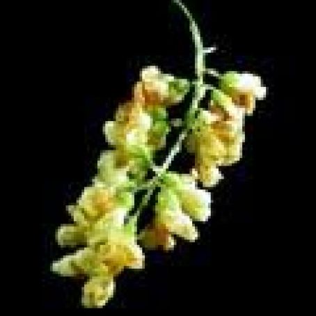 Acacia Blossom in Tempura