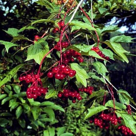 Highbush Cranberry Jelly