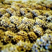 How to Cook Millet in a Rice Cooker