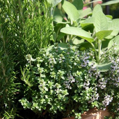 Herbs Used in Cooking  Parsley through Thyme