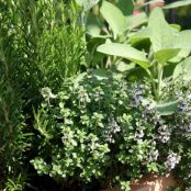 Herbs Used in Cooking  Parsley through Thyme