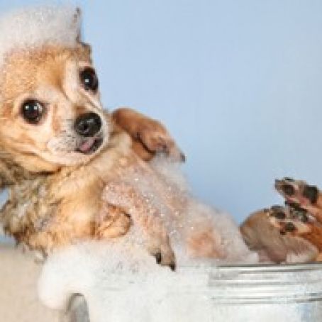 Dog Shampoo Homemade- 3 Recipes