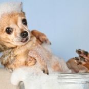 Dog Shampoo Homemade- 3 Recipes