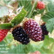 Olallieberry Crisp (or any kind of berry crisp)