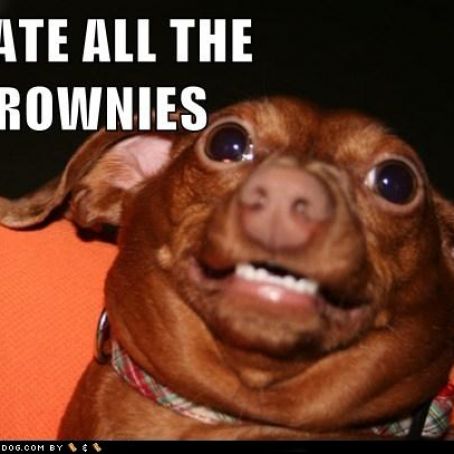 BowWow Brownie Bites