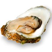 Bob Carter's Brown Oyster Stew