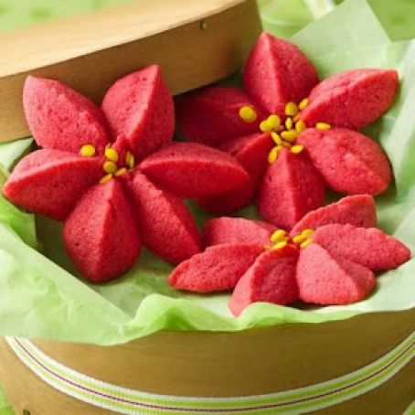 Raspberry Poinsettia Blossoms