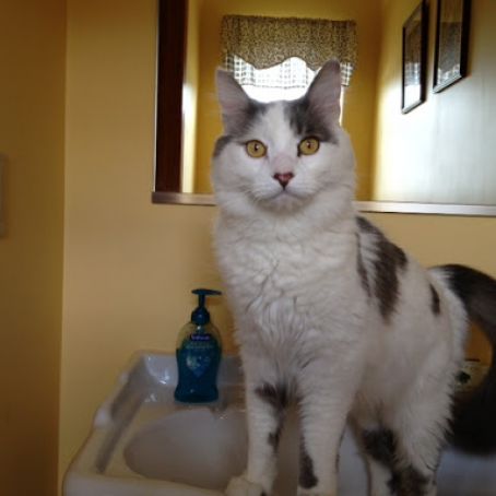 Pumpkin Bisque with Smoked Gouda Recipe