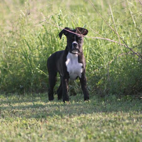 Cream Cheese Delight