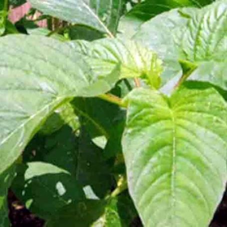 Jamaican Steamed Callaloo