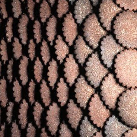 Chocolate Shortbread Cookies