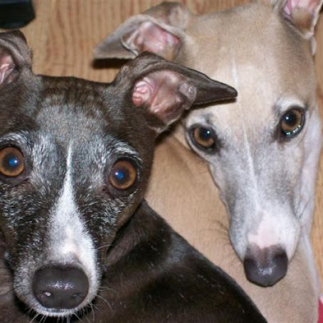 Peamutt Butter Dog Cookies