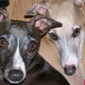 Peamutt Butter Dog Cookies