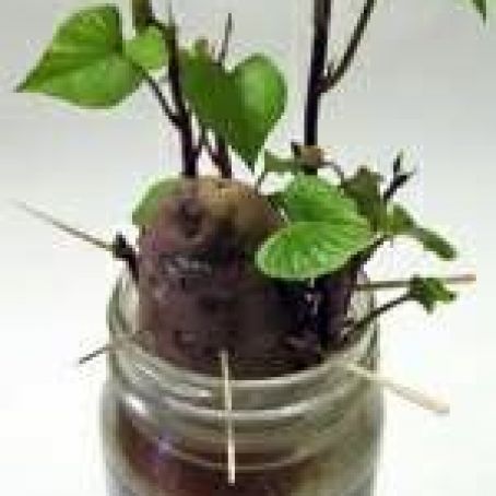Fresh Sprouts from Kitchen Scraps:   Sweet Potatoes