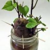 Fresh Sprouts from Kitchen Scraps:   Sweet Potatoes