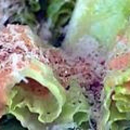 Grilled Romaine with Spicy Caesar Dressing