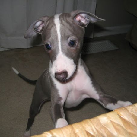 Santa Paws Dog Cookies