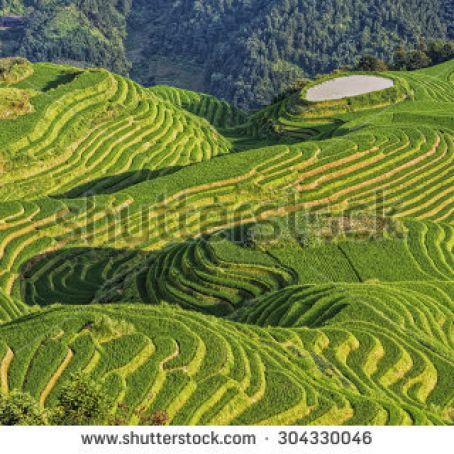 Cooking Rice to Reduce Arsenic Poisoning