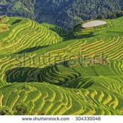 Cooking Rice to Reduce Arsenic Poisoning