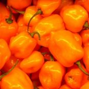 Habanero Salsa