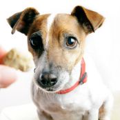 Healthy Homemade Dog Treats