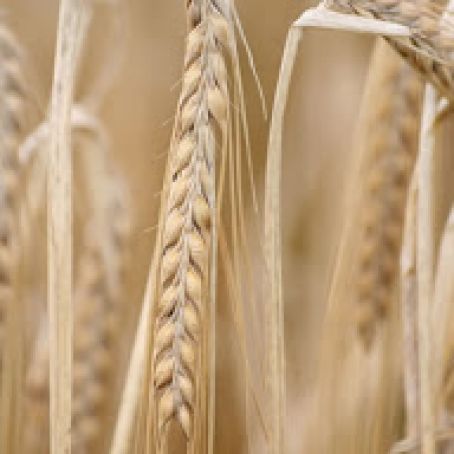 Everyday 100% Whole Wheat Bread