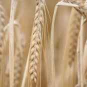 Everyday 100% Whole Wheat Bread