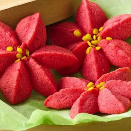 Raspberry Poinsettia Blossoms