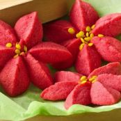 Raspberry Poinsettia Blossoms