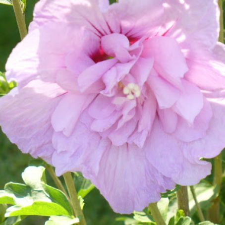 Cool Whip Fruit Salad