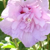 Cool Whip Fruit Salad