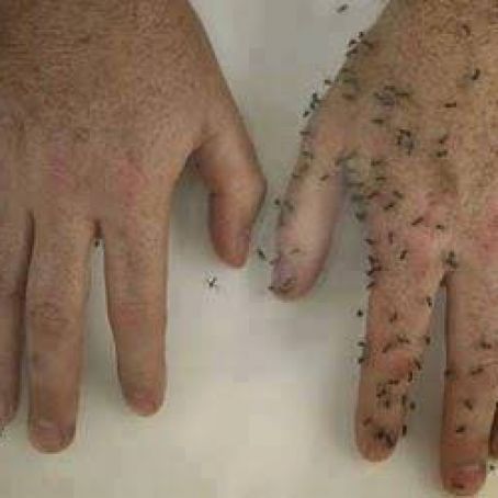 Bug Repellent (including ants & fleas)