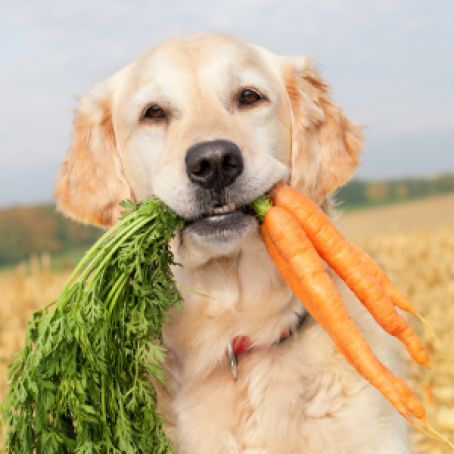 Canine Carrot Cookies Homemade