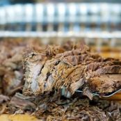 Beef Brisket - Pioneer Woman