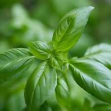 Basil-Garlic Butter Sause