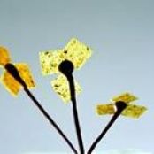 Chocolate Lollipops with Pumpkin Seed Croquant