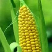 How to substitute Corn W. W. Points Plus 4