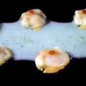 Cockles With Lychees and Passion Fruit