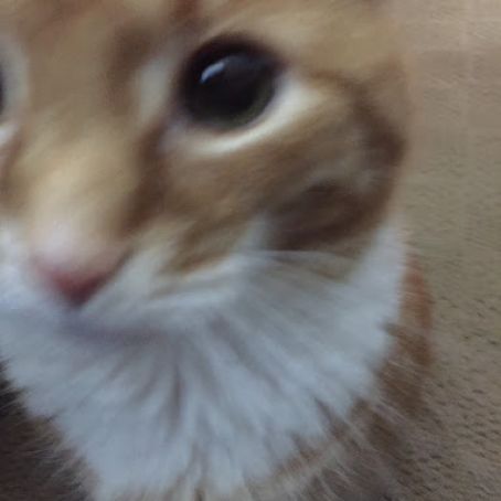 How to Cook for Any-Size Dinner Party